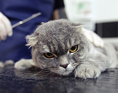 köpek yıkama hizmetleri